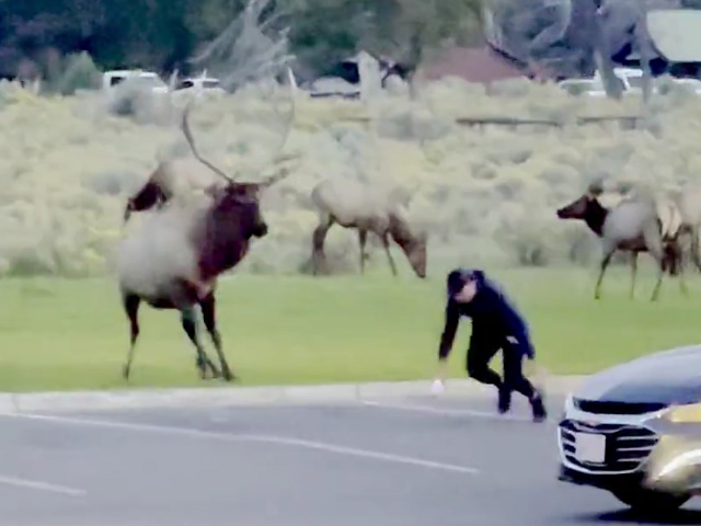 Bull Elk Charges At Tourist In Hair-Raising Video From Yellowstone
