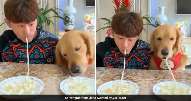 Viral Video: Adorable Food Contest Features Dog Vs Human, Guess Who Won?