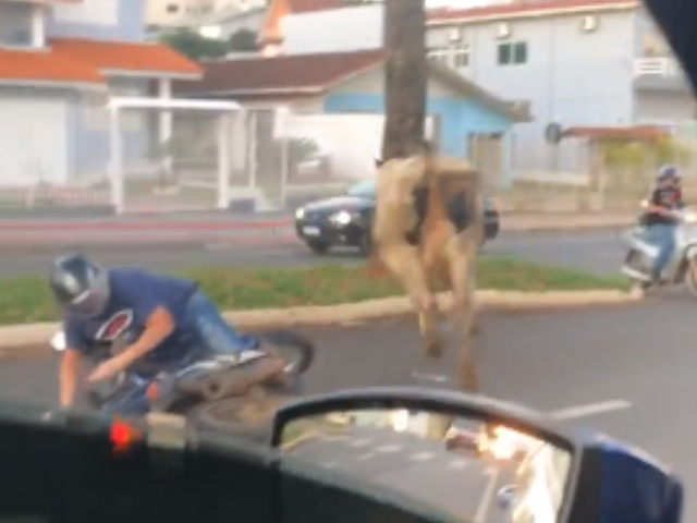 Cow Runs Straight Into Motorcyclist, Knocks Him Down