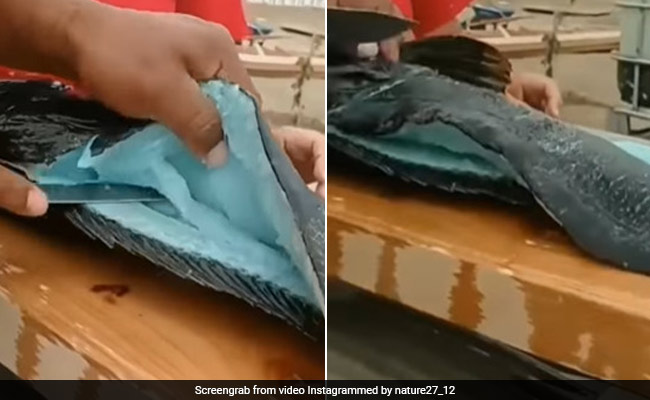 सोशल मीडिया पर वायरल हुआ नीली मछली का वीडियो, हर कोई रह गया दंग