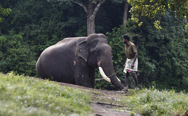 In This Tamil Nadu Camp, Killer Elephants Are Retrained To Repel Similar Attacks