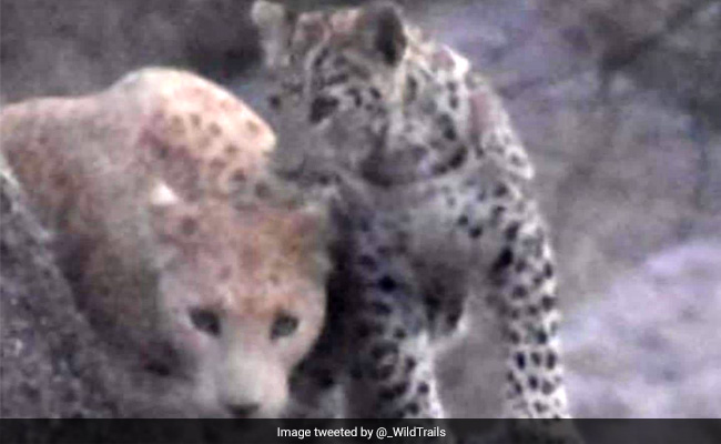 देश में पहली बार दिखा गुलाबी तेंदुआ, सोशल मीडिया पर वायरल हो रही फोटो