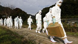 Bird Flu Poised To Spark The Next Global Pandemic, Experts Warn Of Rising Risks
