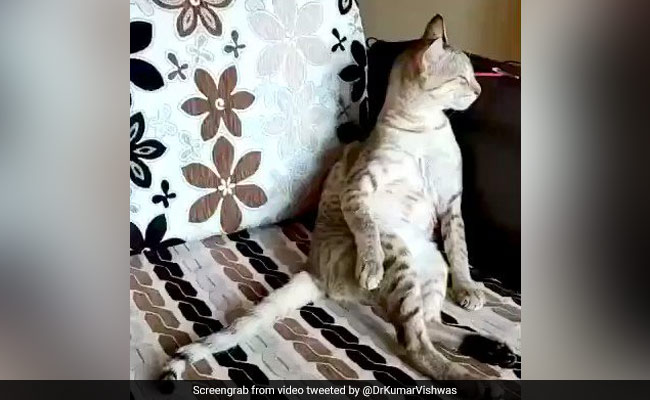 ग़ज़ल के गाने पर झूम रही थी बिल्ली, कुमार विश्वास ने कहा- ये बिल्ली ज़रूर तानसेन की होगी