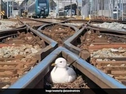 रेल की पटरियों के बीच आराम से बैठी थी चिड़िया, आनंद महिंद्रा ने कही ऐसी बात, कि लोग हैरान रह गए रेल की पटरियों के बीच आराम से बैठी थी चिड़िया, आनंद महिंद्रा ने कही ऐसी बात, कि लोग हैरान रह गए