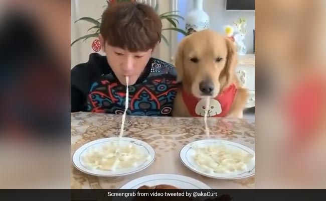 कुत्ते और मालिक के बीच हुआ खाने का जबरदस्त Competition, देखिए किसकी हुई जीत ?