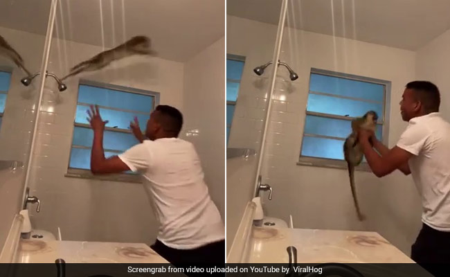 Watch: Cheeky Monkey Evades Capture, Then Punches His Owner's Face