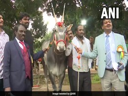 ग़ज़ब है ये सांड: कृषि मेला में 1 करोड़ में बिका, 1 हजार में बिकता है इसके स्पर्म का डोज ग़ज़ब है ये सांड: कृषि मेला में 1 करोड़ में बिका, 1 हजार में बिकता है इसके स्पर्म का डोज