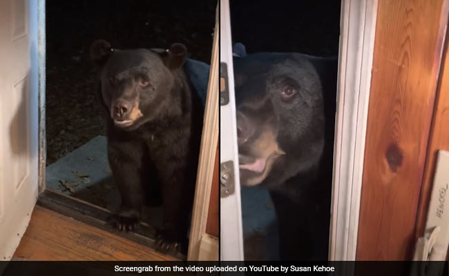 बालकनी में बैठे भालू से महिला ने गेट बंद करने के लिए बोला, वीडियो में देखें आगे का नजारा