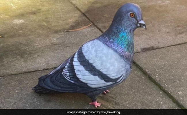 केक को कबूतर समझ बैठी पब्लिक, सच मालूम होने पर चकरा जाएगा हर किसी का दिमाग