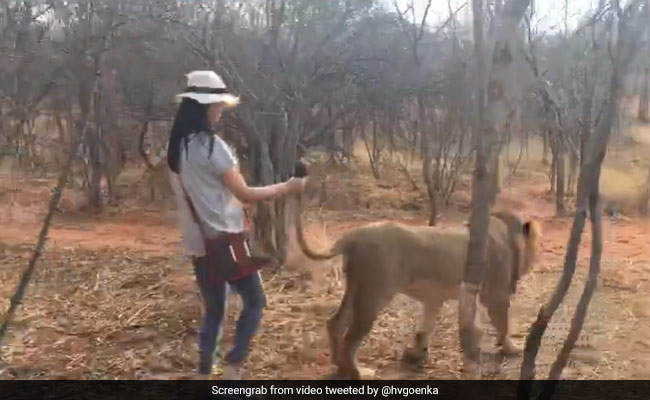 A Tale To Tell: Harsh Goenka's Daughter Takes A Walk With A Lion