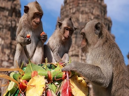 Thailand's Monkey Festival Returns After Two Years, Draws In Tourists Thailand's Monkey Festival Returns After Two Years, Draws In Tourists