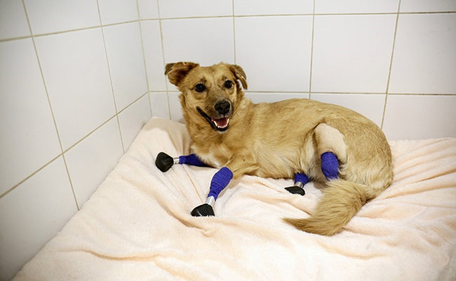 Russian Rescue Dog Monika Back On All Fours With Prosthetic Titanium Paws