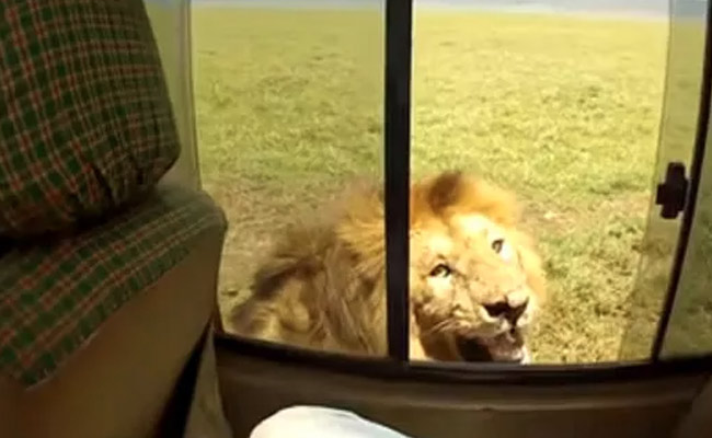 मस्ती के मूड में गलती कर बैठा शख्स, फिर शेर ने मजेदार ढंग से सिखाया सबक