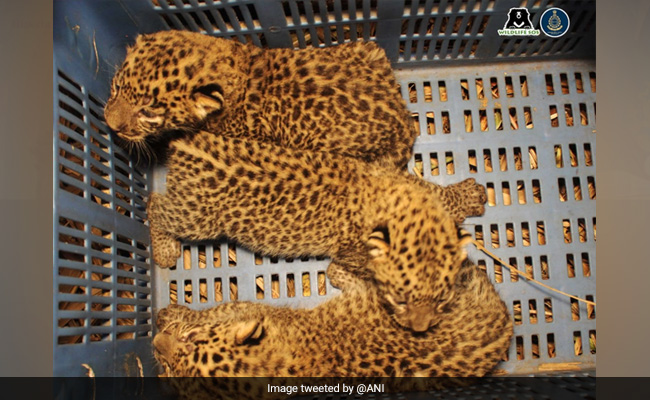 Watch: Three Leopard Cubs Found In Maharashtra Field Reunited With Mother