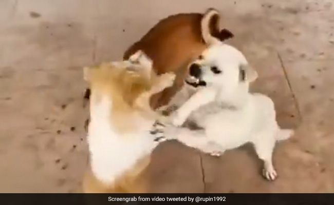कुत्ते ने उठाया दो कुत्तों की लड़ाई का फायदा, चुपके से आकर किया कुछ ऐसा, लोग बोले- वाह क्या दिमाग है - देखें Video