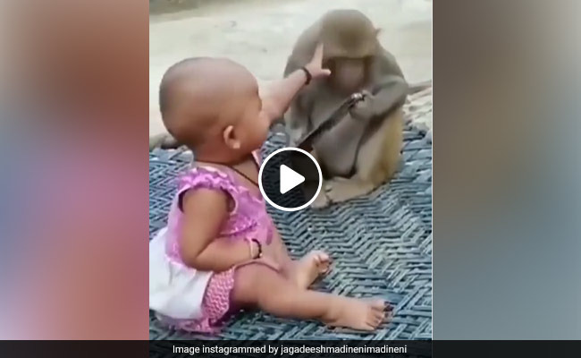 फोन से खेल रही थी बच्ची तभी बंदर मामा ने फोन छीन लिया, लोगों ने कहा- शानदार काम किया