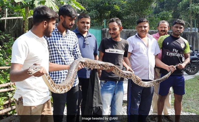 10-Foot Long Burmese Python Rescued By Forest Officials In West Bengal