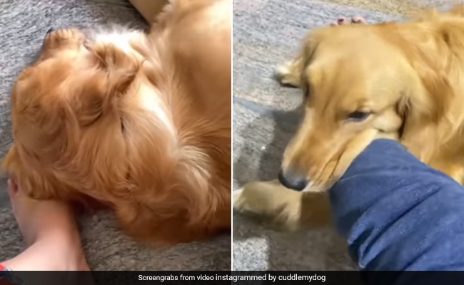 मालिक के पैर में आ गई मोच, तो कुत्ते ने रातभर जागकर ऐसे की देखभाल, लोग बोले- Unconditional Love - देखें Video