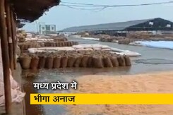 मध्य प्रदेश: मंडी में रखा हजारों क्विंटल अनाज लापरवाही के कारण बारिश में भीगा मध्य प्रदेश: मंडी में रखा हजारों क्विंटल अनाज लापरवाही के कारण बारिश में भीगा