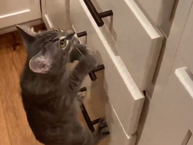 बिल्ली का स्टंट देख रह जाएंगे हैरान, देखिए मजेदार वीडियो
