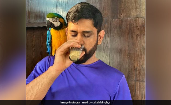 MS Dhoni's "Chai Date" With His Pet Macaw "Honey"