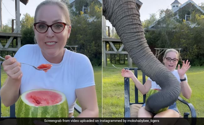 हाथी के सामने मजे से तरबूज खा रही थी केयरटेकर, फिर जो हुआ उसे देख खिलखिला उठे लोग