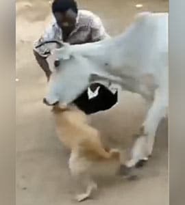 Watch: A Cow Turns The Tables On Man Harassing Dog