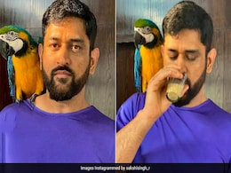 मिठ्ठू संग चाय की चुस्कियों का लुत्फ लेते दिखे माही, साक्षी ने फोटो शेयर कर लिखीं ये बात मिठ्ठू संग चाय की चुस्कियों का लुत्फ लेते दिखे माही, साक्षी ने फोटो शेयर कर लिखीं ये बात