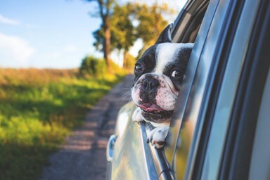 How To Make Your Car Pet-Friendlya