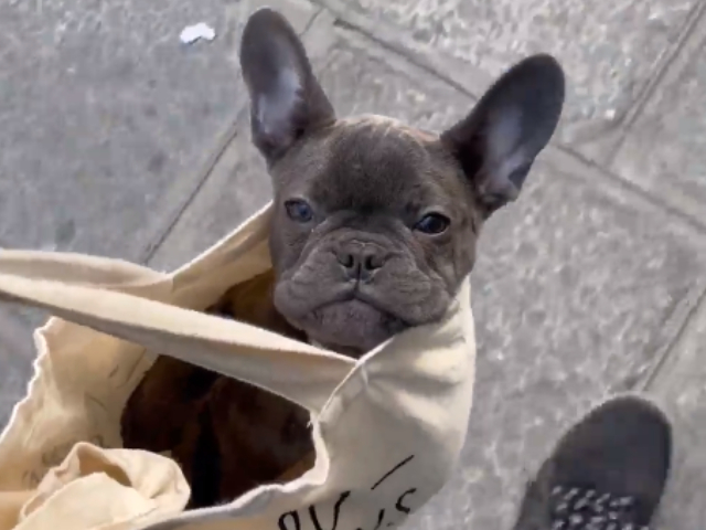 कुत्ता चल नहीं रहा था, तो मालिक ने साथ ले जाने के लिए किया कुछ ऐसा