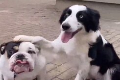 डांस करने में माहिर है यह कुत्ता, देखिए कैसे करता है एंटरटेन डांस करने में माहिर है यह कुत्ता, देखिए कैसे करता है एंटरटेन