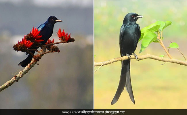 ड्रोंगो पक्षी ने बताया, आकार से बड़ा है हौसला
