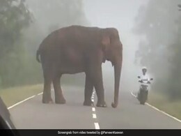 हाथी बीच सड़क पर खड़ा था, तेज रफ्तार में गुज़रा बाइक सवार, हुआ कुछ ऐसा, लोग बोले- बिना वजह ही डर गया - देखें Video हाथी बीच सड़क पर खड़ा था, तेज रफ्तार में गुज़रा बाइक सवार, हुआ कुछ ऐसा, लोग बोले- बिना वजह ही डर गया - देखें Video