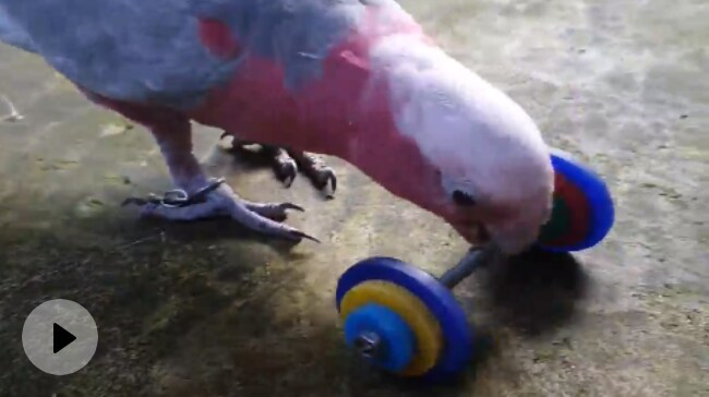 Parrot Does Weight Lifting, You Will Be Surprised To See Tremendous Talent