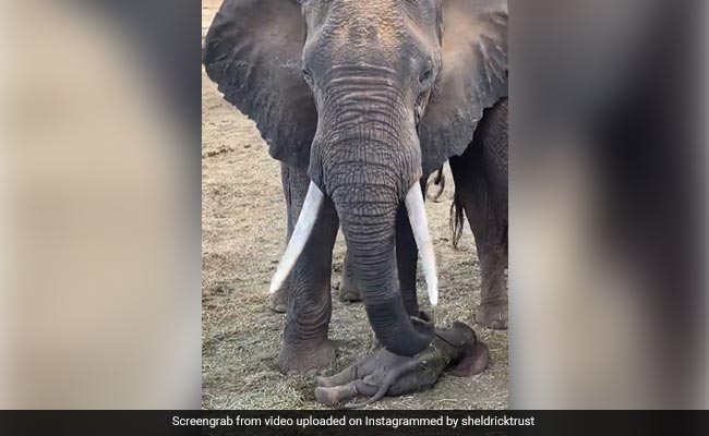 हाथी का बच्चा गहरी नींद में सो रहा था, तो बड़े हाथी ने ऐसे की उसकी रखवाली, लोग बोले- ये तो अद्भुत है - देखें Video