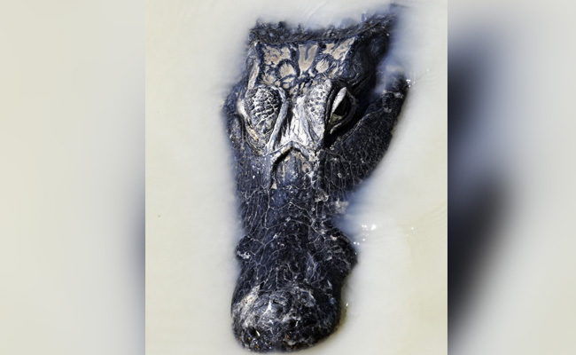 Australian Man, 60, Uses Pocket Knife To Fight Off Crocodile