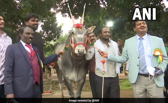 At Bengaluru Krishi Mela, This Rare Breed Of Bull Is Main Attraction