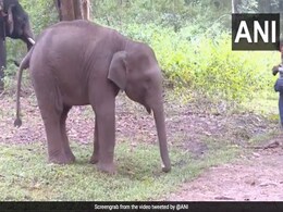 दिवंगत सुपरस्टार पुनीत राजकुमार के नाम पर रखा गया हाथी के बच्चे का नाम, लोग बोले- वो रियल हीरो थे दिवंगत सुपरस्टार पुनीत राजकुमार के नाम पर रखा गया हाथी के बच्चे का नाम, लोग बोले- वो रियल हीरो थे