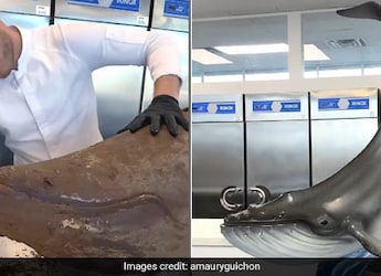 Chef Makes 40 Kg Chocolate Whale; Leaves People In Amazement Chef Makes 40 Kg Chocolate Whale; Leaves People In Amazement