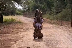 How To Walk With 12 Baboons Clinging On To You How To Walk With 12 Baboons Clinging On To You