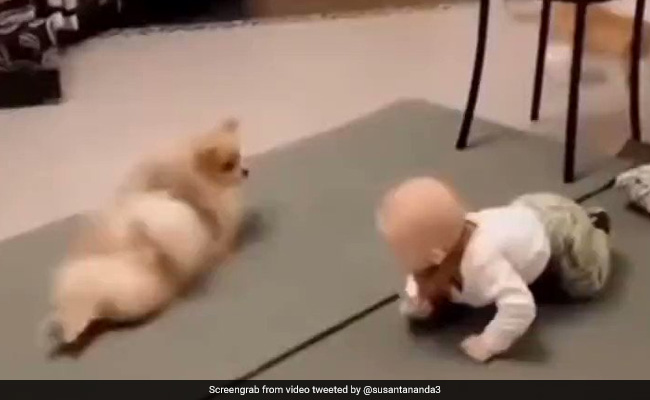 छोटे बच्चे को नहीं आता था चलना, तो सामने लेटकर उसे रेंगना सिखा रहा था कुत्ता, Video ने जीता लोगों का दिल