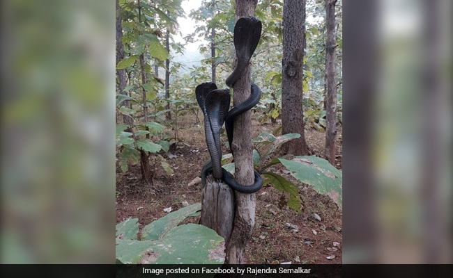 Viral: Jaw-Dropping Pics Of 3 Cobras In Maharashtra Forest
