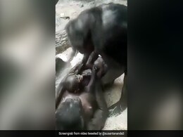 Chimpanzee अपने बच्चे के साथ खेल रहा था, Video ने जीता लोगों का दिल, बोले- इंसानों से ज्यादा जानवरों में होता है प्यार Chimpanzee अपने बच्चे के साथ खेल रहा था, Video ने जीता लोगों का दिल, बोले- इंसानों से ज्यादा जानवरों में होता है प्यार