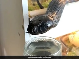 शख्स ने खतरनाक कोबरा को ग्लास से पिलाया पानी, वीडियो देख रह जाएंगे दंग शख्स ने खतरनाक कोबरा को ग्लास से पिलाया पानी, वीडियो देख रह जाएंगे दंग