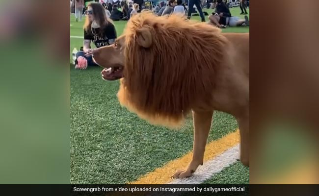 पार्क में बैठे थे लोग, अचानक आ गया शेर, फिर हुआ कुछ ऐसा - देखें Video