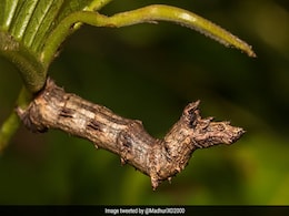 इस फोटो में छिपा है रेंगने वाला कीड़ा, ढूंढने में अच्छे-अच्छों के छूटे पसीने, क्या आपको दिखा? इस फोटो में छिपा है रेंगने वाला कीड़ा, ढूंढने में अच्छे-अच्छों के छूटे पसीने, क्या आपको दिखा?