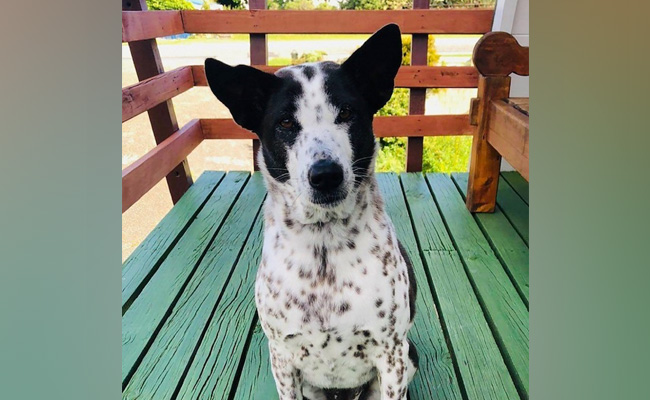 Australian Couple Plan Private Jet Flight For Dog Stranded By Covid Rules