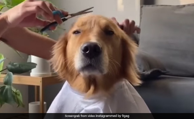 कुत्ते के बाल काटने का नाटक कर रही थी महिला, कुछ देर चुप बैठा रहा Doggy, फिर करने लगा ऐसी हरकत - देखें Video