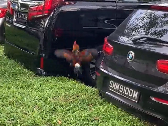 अपनी परछाई देखकर घबरा गया मुर्गा, फिर करने लगा ऐसी हरकत